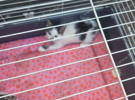 8 week cross kittens