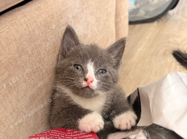 TWO MALE KITTENS LEFT!