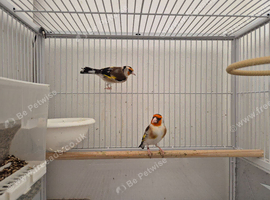 Siberian goldfinch