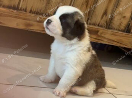 Beautiful Saint Bernard puppies