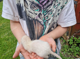Ferret kits ready now