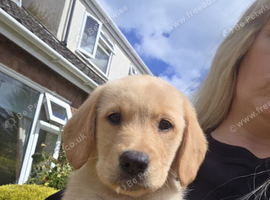 Ready Now Gorgeous Goldador Puppies