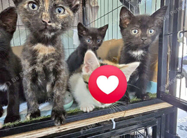 Bengal cross kittens, ready now!