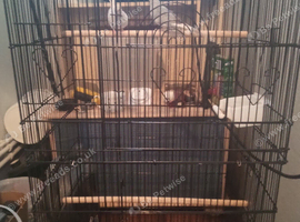 2 young diamond doves and cage