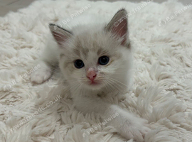 Lilac Bicolour Male Ragdoll Kitten