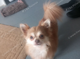 Chihuahua stud