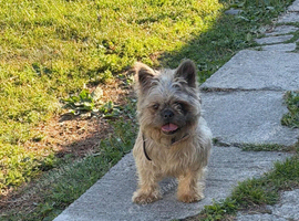 French Bulldog Cross