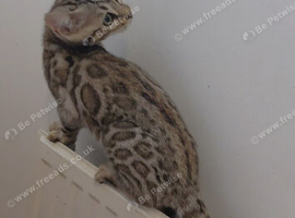 Beautiful Rosetted bengal kittens