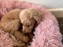 Kc registered toy poodles