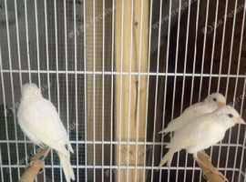 3 white canerys
