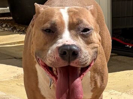Mixed bull/staffy breed female