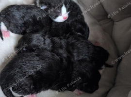 3 male kittens