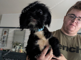 Last puppy out of a little of 6