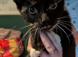 Two male kittens