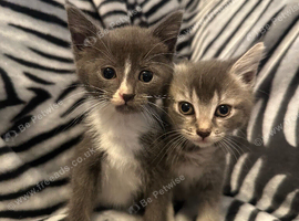 4 Stunning Siamese Mixed Kittens