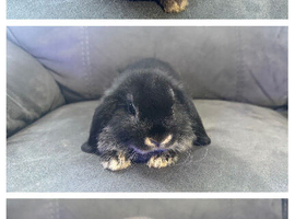 Pure Bred Mini Lops