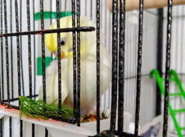Beautiful Baby Budgies