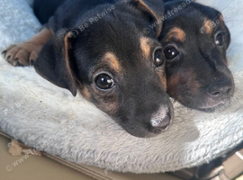 Beautiful jackrussel pups