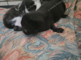 Britsh  kittens