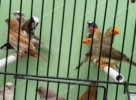 9 - mixed bengalese finches