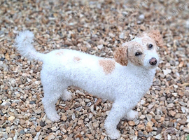 20mth Male Poochon (poodle bichon mix) Castrated & Up To Date On All Vet Care With All