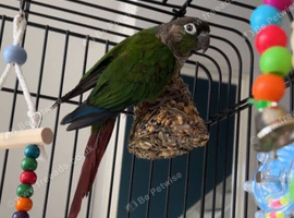 Green Cheek Conure Parrot