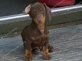 Miniature Dachshund Puppies