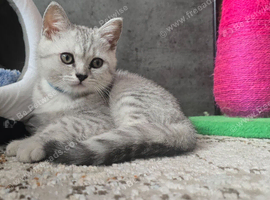 3 British Shorthair kittens ready for their new homes ️