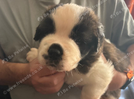 Saint Bernard