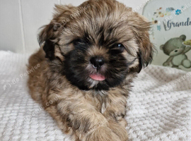 Shih-tzu puppys