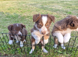 Collie pups