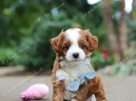 Gorgeous F1B Cavapoo Litter