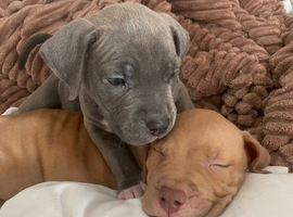 Mixed bully puppy