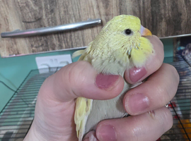 Exhibition Budgies