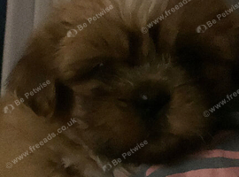 Beautiful litter of pure Shih Tzu pups