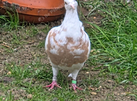 Meulemans
