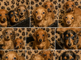 4 Miniature dachshund puppies