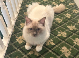 REHOMMING RAGDOLL MALE