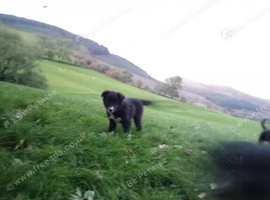 Collie pups ready to go