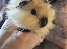 Lunkarya boar babies