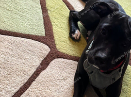 Irish staff/cane corso