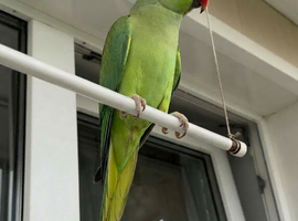 Baby green ring neck talking parrot