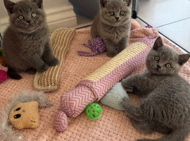Gorgeous GCCF Bristish Shorthair Blue Kittens