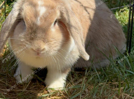 tan and grey bunny