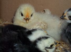 PEKIN CHICKS AND GROWERS,