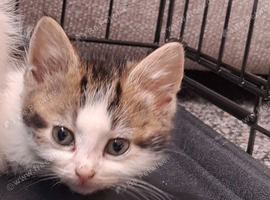 Female 8 weeks old