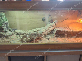 Bearded dragon
