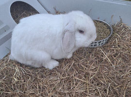 Male n female rabbit