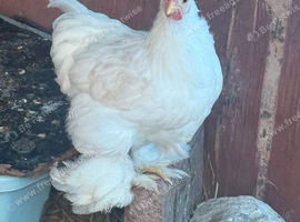 Pekin rooster