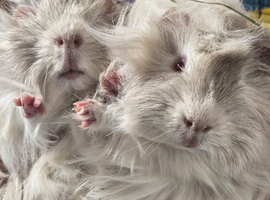 Baby Guinea-pigs ONLY BOYS LEFT